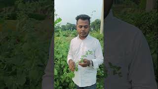 তোকমা দানার উপকারিতা তোকমাদানা pignut plants agriculture flowerplant farming tokmaseed [upl. by Hardman]