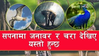 Sapana ko fal सपनामा चरा र जनावर देख्नु [upl. by Ihsakat137]