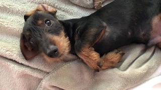 Mini wire haired dachshund asking for cuddles [upl. by Anaujik702]