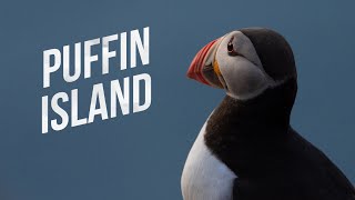 PUFFIN ISLAND  The Cutest Birds Alive  Cinematic Norway [upl. by Aniela]