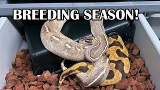 PYTHON BREEDING SEASON IN FULL SWING [upl. by Emmy803]