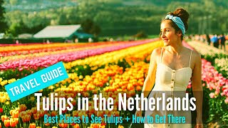 Tulips in Spring  Travel Guide to Keukenhof Garden amp Best Places to See Tulip in the Netherlands [upl. by Stephenson243]