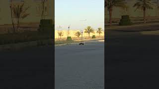 Epic Wheelies Watch This RC Car Pop Insane Wheelies automobile rcexcitement rcvehicle [upl. by Griffie]