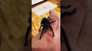 Grammostola pulchra  🖤The Brazilian Black Velvet Tarantula🖤🕷️Juvenile black tarantula [upl. by Derzon773]