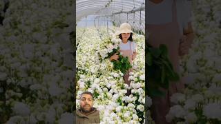 Beautiful Eustoma Flowers Garden garden beuty [upl. by Concepcion190]