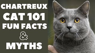 Chartreux Cats 101  Fun Facts amp Myths [upl. by Larimor]