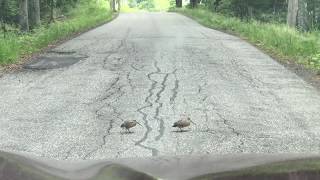 Woodcocks dancing across the road [upl. by Adyht621]