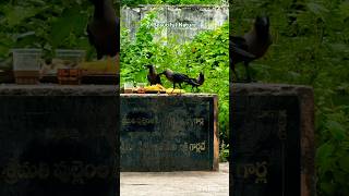 Beautiful Nature nature crow green beautiful kotaramalingaiah [upl. by Nalac]