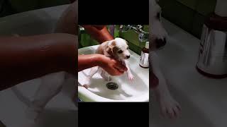 Rescue puppy 🙏🙏🙏❤️❤️❤️rescue rescueanimals animals rescuedog rescuepuppy dog puppy fyp [upl. by Rihsab]