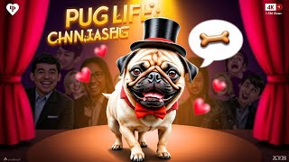 Pug The Little Comedian with a Big Heart [upl. by Toombs]