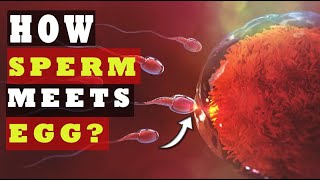 How Sperm Meets an Egg to Fertilize  How Fast Sperm Travels to the Egg SCIENCE EXPLAINED [upl. by Arotak]