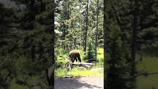 Bear sighting at Yellowstone National Park wyomingadventure wyoming nationalpark grandtetons [upl. by Shiller]