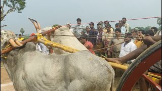 2k23Vadisaleru junior Bull race🐂🏆🐂 Gadala Bulls ​BULLRACEvijayAPfarmingbull trending reelsyt [upl. by Tabber489]