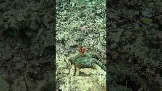 Snorkeling with Clownfish Exploring Nature’s Aquatic Gems [upl. by Nehpets]