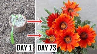 How to Plant Grow n Care for Gazania Plant  The Complete Guide [upl. by Hubie]