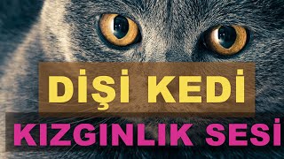 DİŞİ KEDİ SESİ  Kızgınlık Dönemi Miyavlaması  Kedi Sesleri [upl. by Silecara]