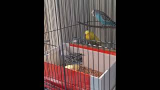 Chirping Budgies 🐦 🐦‍⬛ 🦃 [upl. by Sonafets]