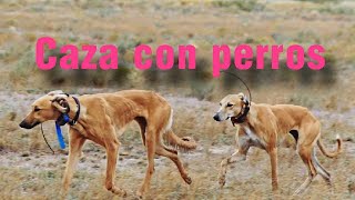 Galgo VS Liebre en el desierto greyhound saluki staghound [upl. by Thatcher]