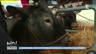 La Bazadaise un vache emblématique de la NouvelleAquitaine [upl. by Treve184]