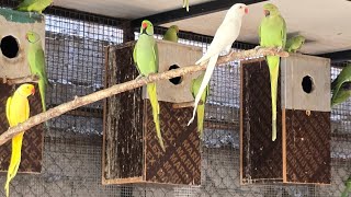 Indian ringneck parrot 🦜 aviary visit janyvlogstamil [upl. by Aidil98]