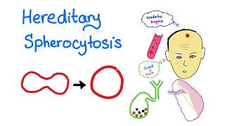 hemolysis crenation [upl. by Oriaj291]