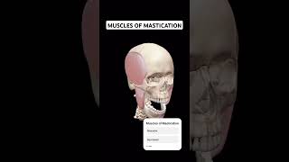 Muscles of Mastication anatomy doctor humanbody shortsfeed face skull [upl. by Atinot209]