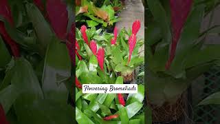 Flowering Bromeliads subscribenow subscribemychannel subscribe [upl. by Motch]