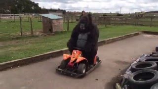 Fun day out for our Gorilla at Matlock Farm Park [upl. by Loesceke481]