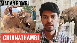 Chinna Thambi Issue  Tamil  Madan Gowri  Elephant [upl. by Anaiv]