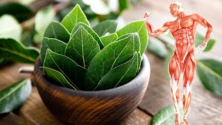 Health Benefits Of Bay Leaves Tea For Body [upl. by Atteram]