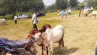 kukru Hata video 15112024 November Friday Jharkhand West Bengal bichhu bich hot🐔🐔 [upl. by Susann]