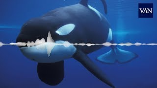 La primera orca que quothablaquot [upl. by Henden487]