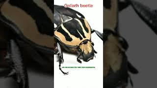 WHAT IS GOLIATH BEETLES PREY [upl. by Eyks307]