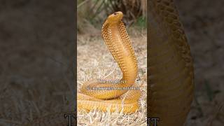 The boomslang is a highly venomous snake in the family Colubridae boomslangsnake boomslang facts [upl. by Hogen]