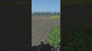 Ukraine’s Harvester Masters the Beet Fields [upl. by Naesed920]