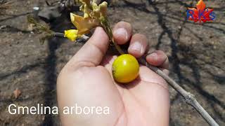 Gmelina arborea flower and fruit [upl. by Allicerp]