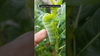 Oleander hawk moth stach by hand281 insects shorts [upl. by Glasgo]