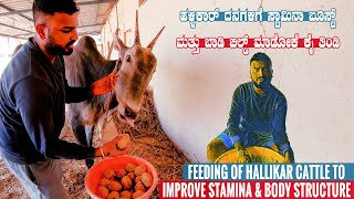 Varthur Santhosh Feeding of Hallikar Bulls at his Cattle Farm in Bangalore Karnataka  Cattle Feed [upl. by Anide18]