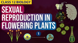 Sexual Reproduction in Flowering plants Class 12 Biology  CBSE NEET [upl. by Slyke13]