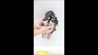 Adorable fluffy dog has a bath [upl. by Gambrill]