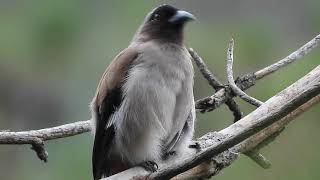 Grey Treepie And Its Call birdcalls [upl. by Rothstein242]