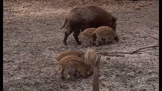 WildschweinNachwuchs im Wildgehege Klövensteen [upl. by Burris975]