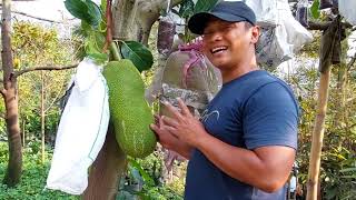 Panen Cempedak King Merah Malaysia berat 77 kg juragan33 jackfruit king [upl. by Enelyam]