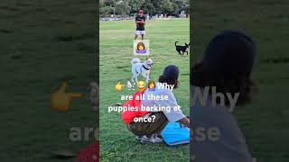 👉🐶🐕🤔Why are so many puppies running 🏃‍♀️ anxiously [upl. by Carie]