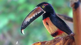 Collared Aracari enjoying a plantain Pteroglossus torquatus [upl. by Crosby]