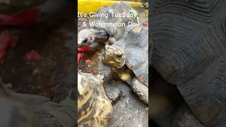 It’s Giving 💰 Watermelon 🍉 Day at TortoiseLand Please donate GoFundMetortoiseland or PayPal us [upl. by Wilie]