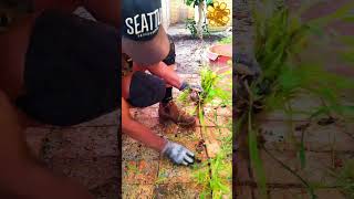 🌼 Daisy Vs Weeds gardening weeding youtubeshorts beforeandafter [upl. by Laval]