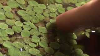 Aquarium Plant Overview Salvinia [upl. by Joletta]