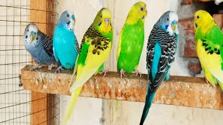 3 Hour Chirping of Parakeet Budgie Birds  Listen to Nature Bird Songs Meditation to Reduce Stress [upl. by Kellen]