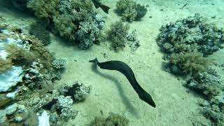 Ras Mohammed National Park diving Okt 2024 Egypt 4K [upl. by Sheng]